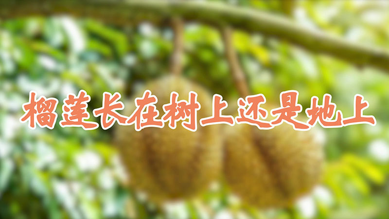 榴蓮長(zhǎng)在樹(shù)上還是地上