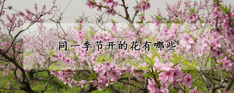 同一季節開的花有哪些