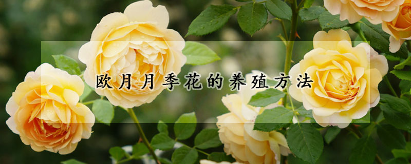 歐月月季花的養(yǎng)殖方法
