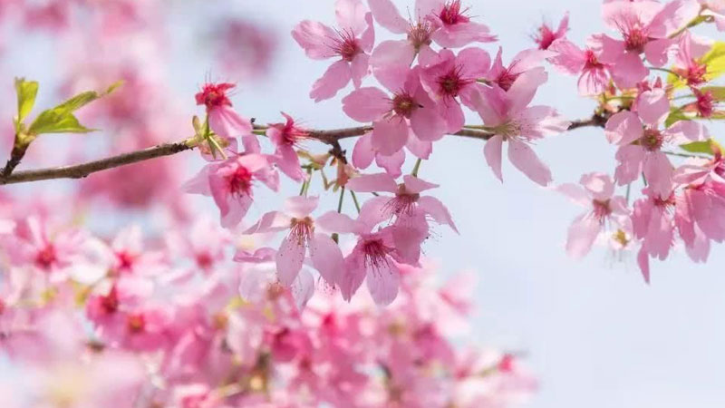 櫻花的花語和寓意,象征了什么