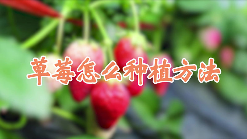 草莓怎么種植方法