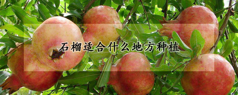 石榴適合什么地方種植