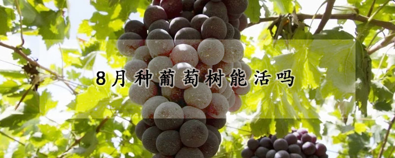 8月種葡萄樹(shù)能活嗎