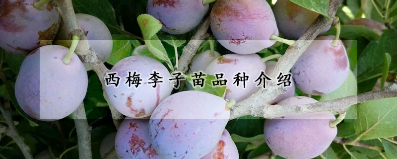 西梅李子苗品種介紹