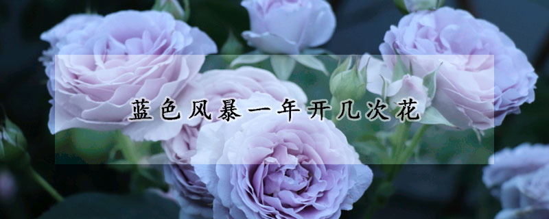 藍(lán)色風(fēng)暴一年開(kāi)幾次花