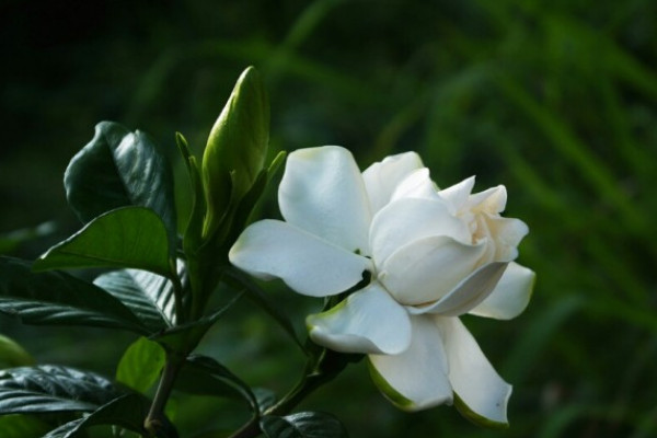 梔子花的花語和寓意,象征了什么