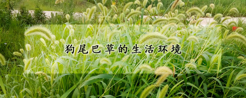 狗尾巴草的生活環境