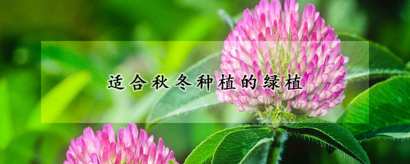 適合秋冬種植的綠植