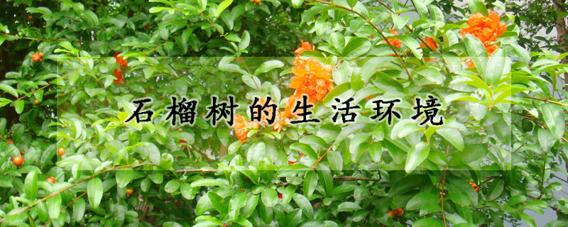 石榴樹的生活環境
