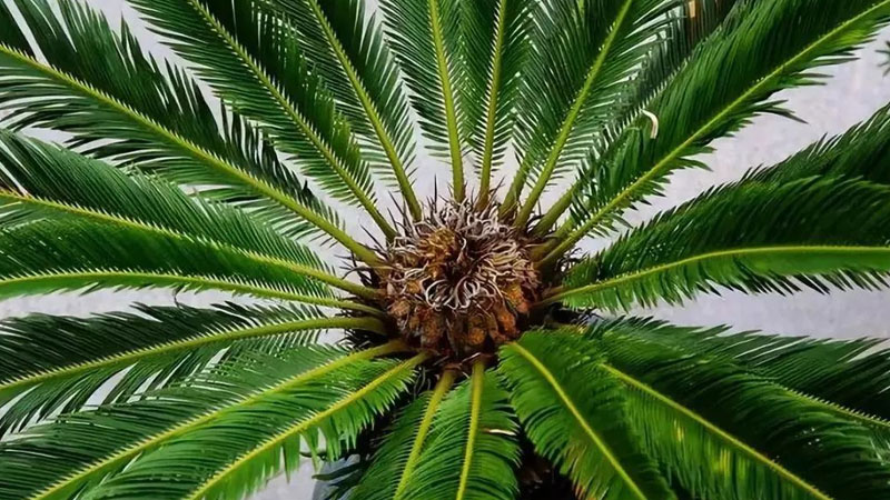 鐵樹是什么植物