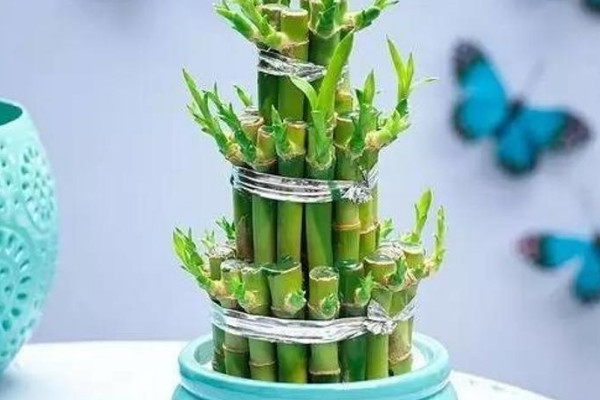 富貴竹水養(yǎng)多少支最吉利 水生富貴竹養(yǎng)幾根最好
