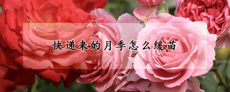 快遞來(lái)的月季怎么緩苗