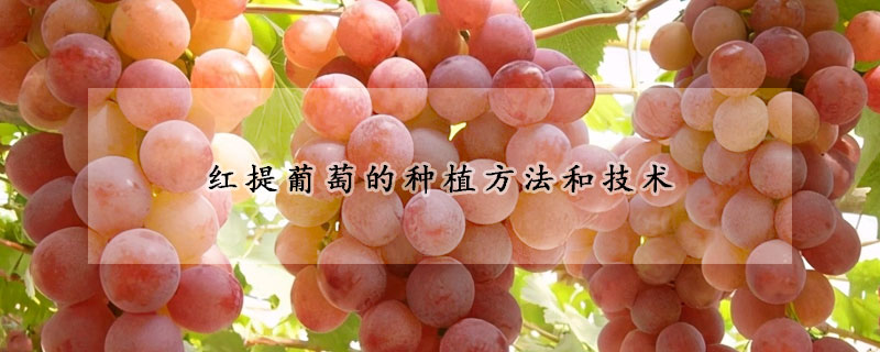 紅提葡萄的種植方法和技術(shù)