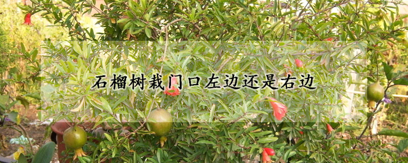 石榴樹栽門口左邊還是右邊
