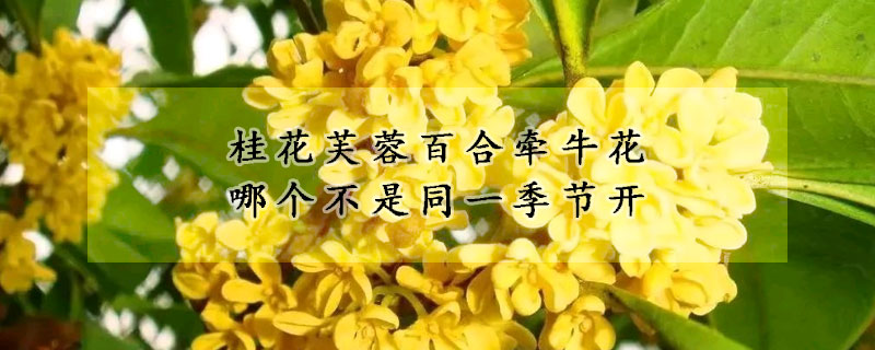 桂花芙蓉百合牽?;膫€不是同一季節(jié)開