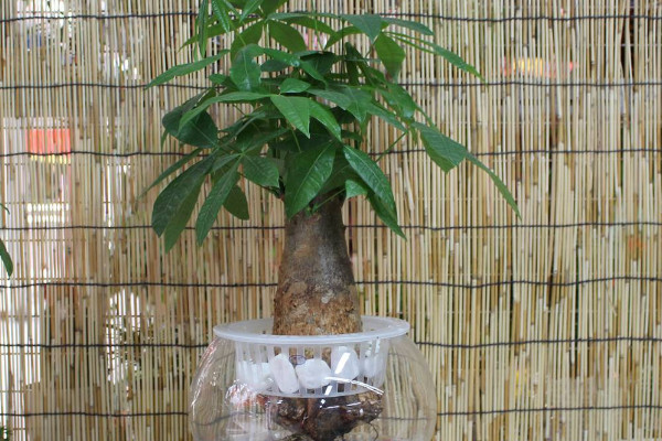 發財樹水培怎么養殖