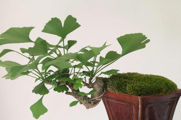 家里養什么樹風水最好 家里養什么樹比較好
