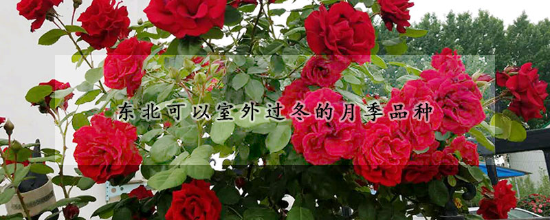 東北可以室外過(guò)冬的月季品種