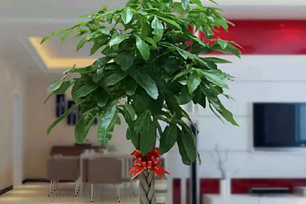 客廳冬季耐寒植物