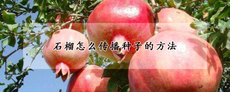 石榴怎么傳播種子的方法