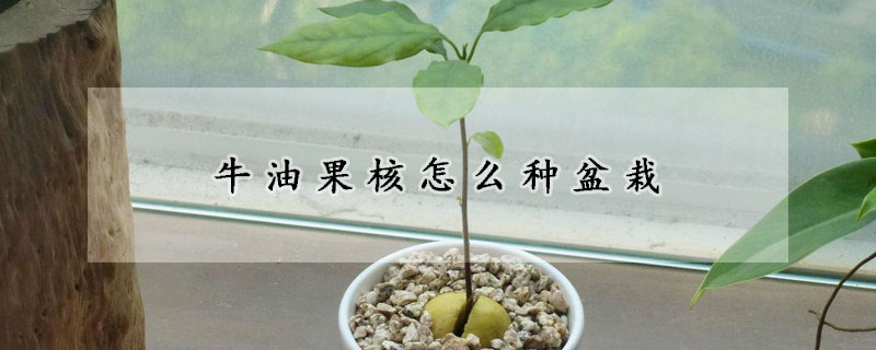 牛油果核怎么種盆栽