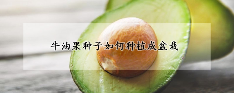 牛油果種子如何種植成盆栽
