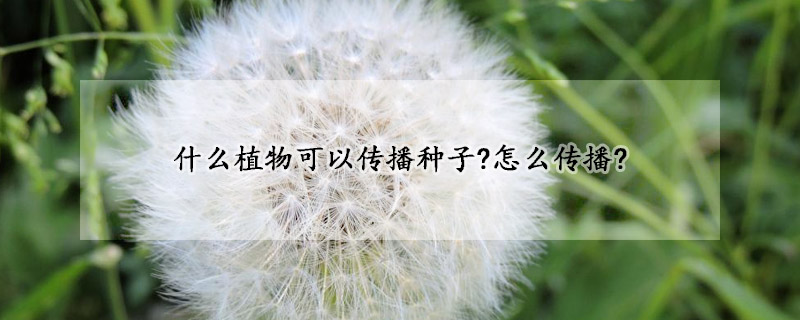 什么植物可以傳播種子?怎么傳播?