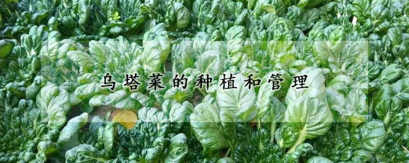 烏塔菜的種植和管理