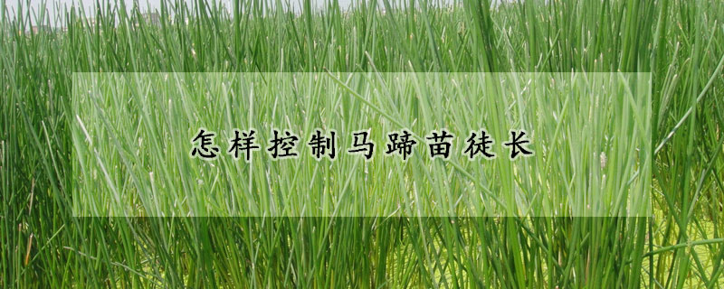 怎樣控制馬蹄苗徒長