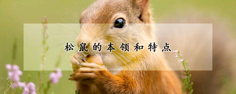 松鼠的本領(lǐng)和特點