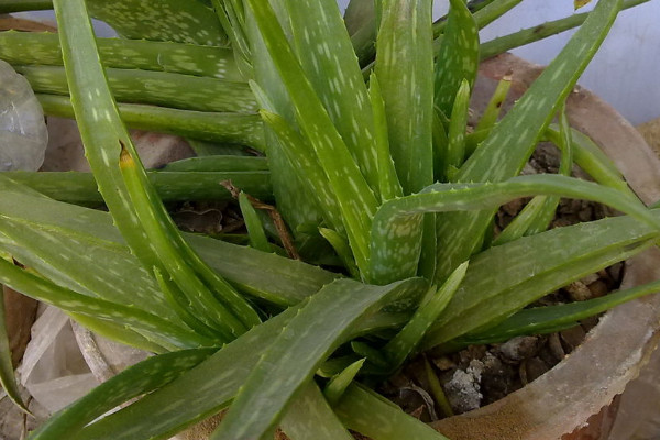 蘆薈怕冷嗎耐寒嗎