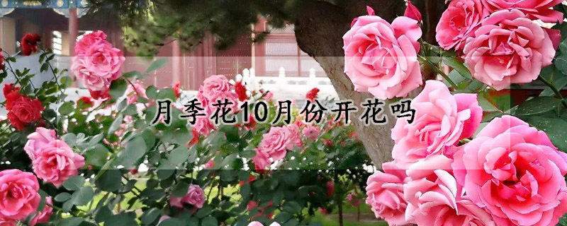 月季花10月份開(kāi)花嗎