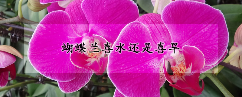 蝴蝶蘭喜水還是喜旱