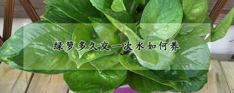 綠籮多久交一次水如何養(yǎng)