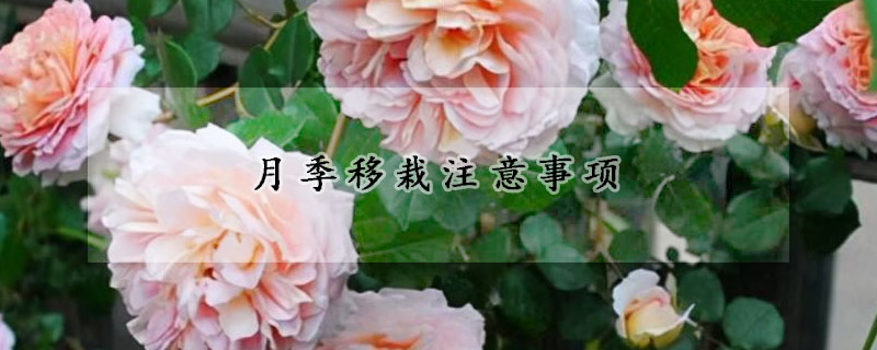 月季移栽注意事項(xiàng)