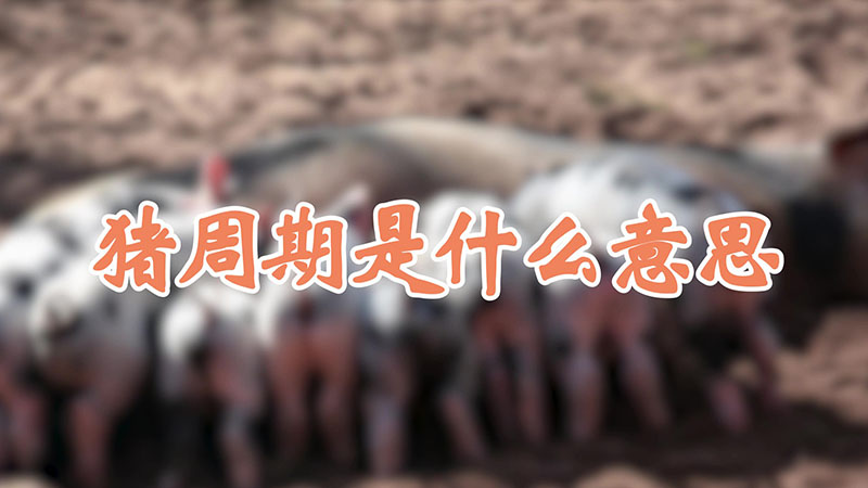 豬周期是什么意思
