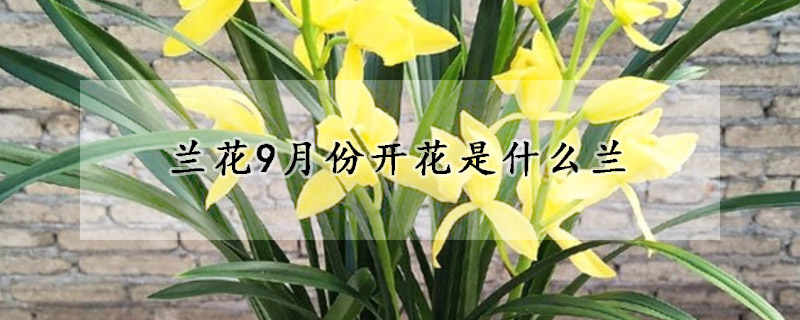 蘭花9月份開花是什么蘭