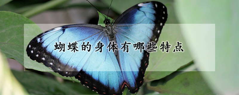 蝴蝶的身體有哪些特點(diǎn)