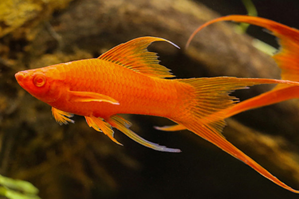 紅劍魚飼養(yǎng)技術(shù)方法