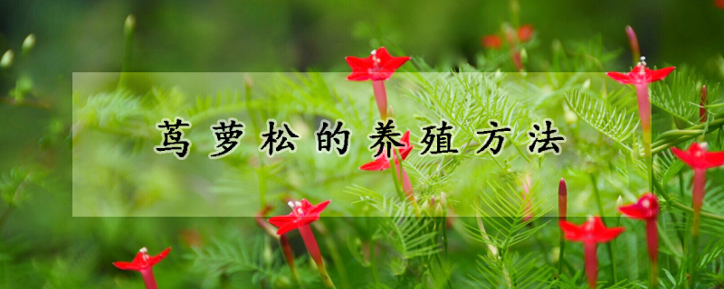 蔦蘿松的養殖方法
