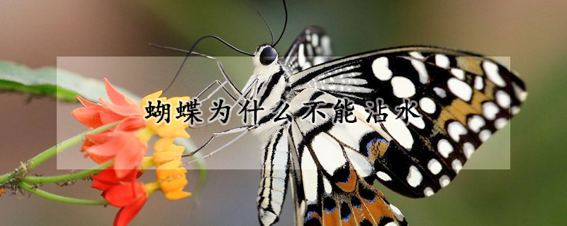 蝴蝶為什么不能沾水