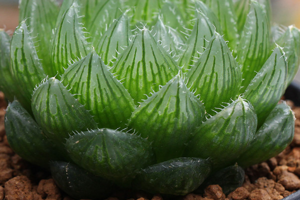 怎么養(yǎng)多肉植物 新手 注意事項(xiàng)