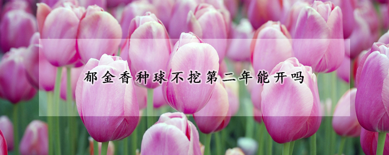 郁金香種球不挖第二年能開嗎