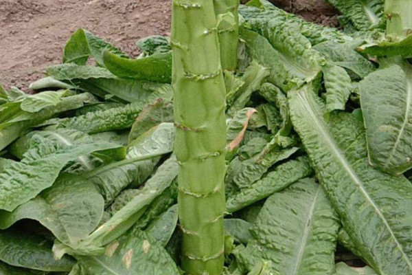 萵筍的種植方法