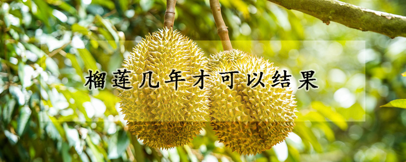 榴蓮幾年才可以結(jié)果