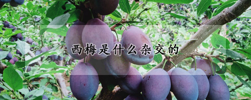 西梅是什么雜交的