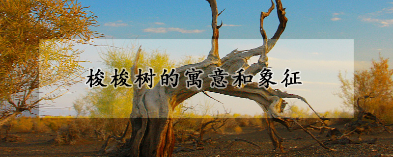 梭梭樹(shù)的寓意和象征