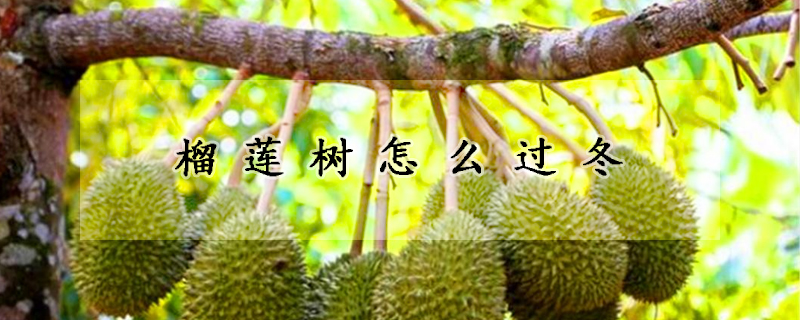 榴蓮樹(shù)怎么過(guò)冬