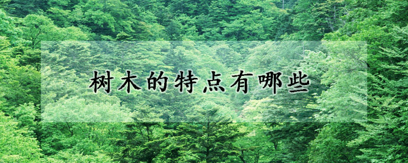樹木的特點有哪些