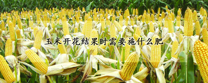 玉米開花結果時需要施什么肥